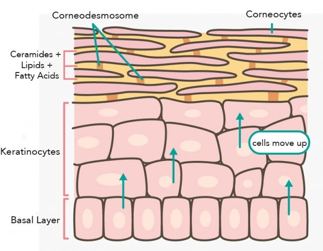 skin turnover process